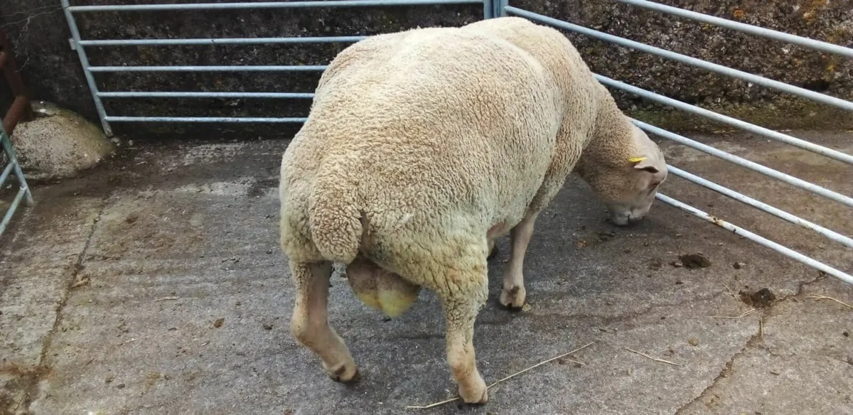 Charollais Ram - Image 3