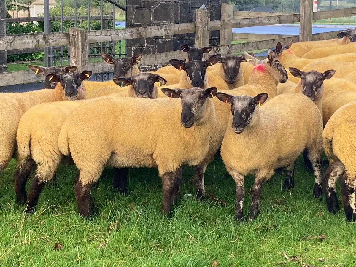 Suff x Chev hoggets - Image 2