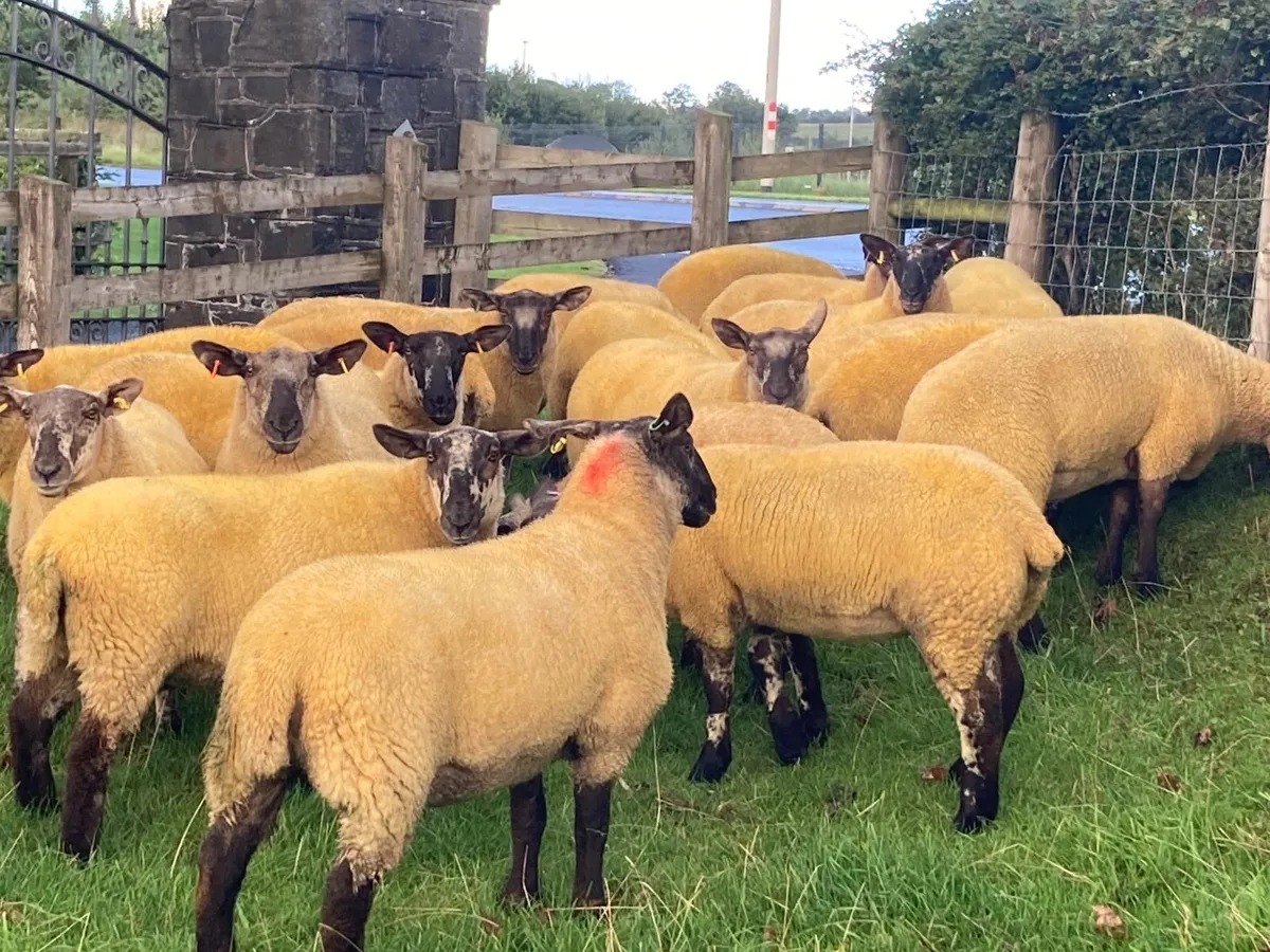 Suff x Chev hoggets - Image 3