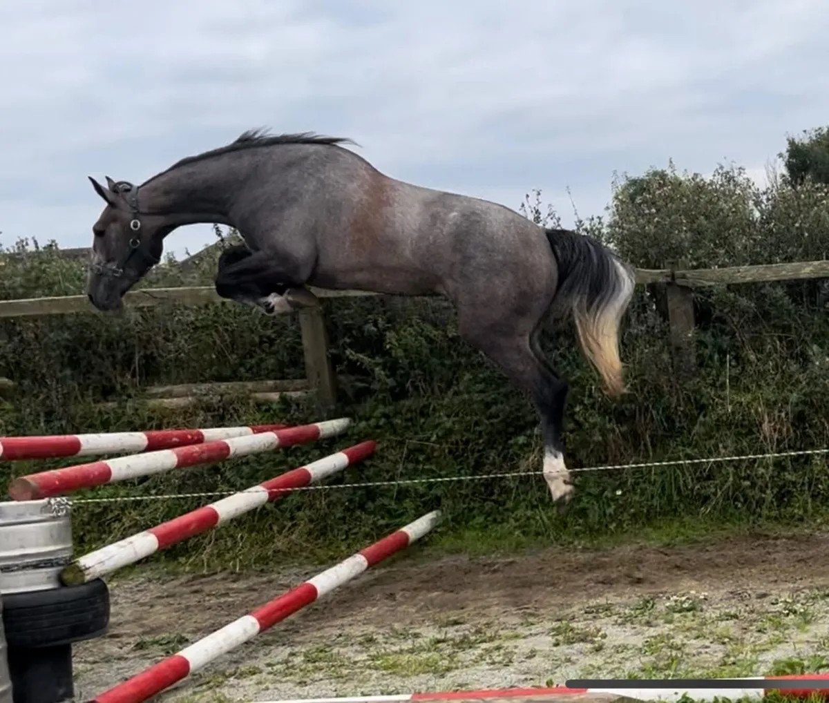 LOT 823 Goresbridge Monday - Image 1