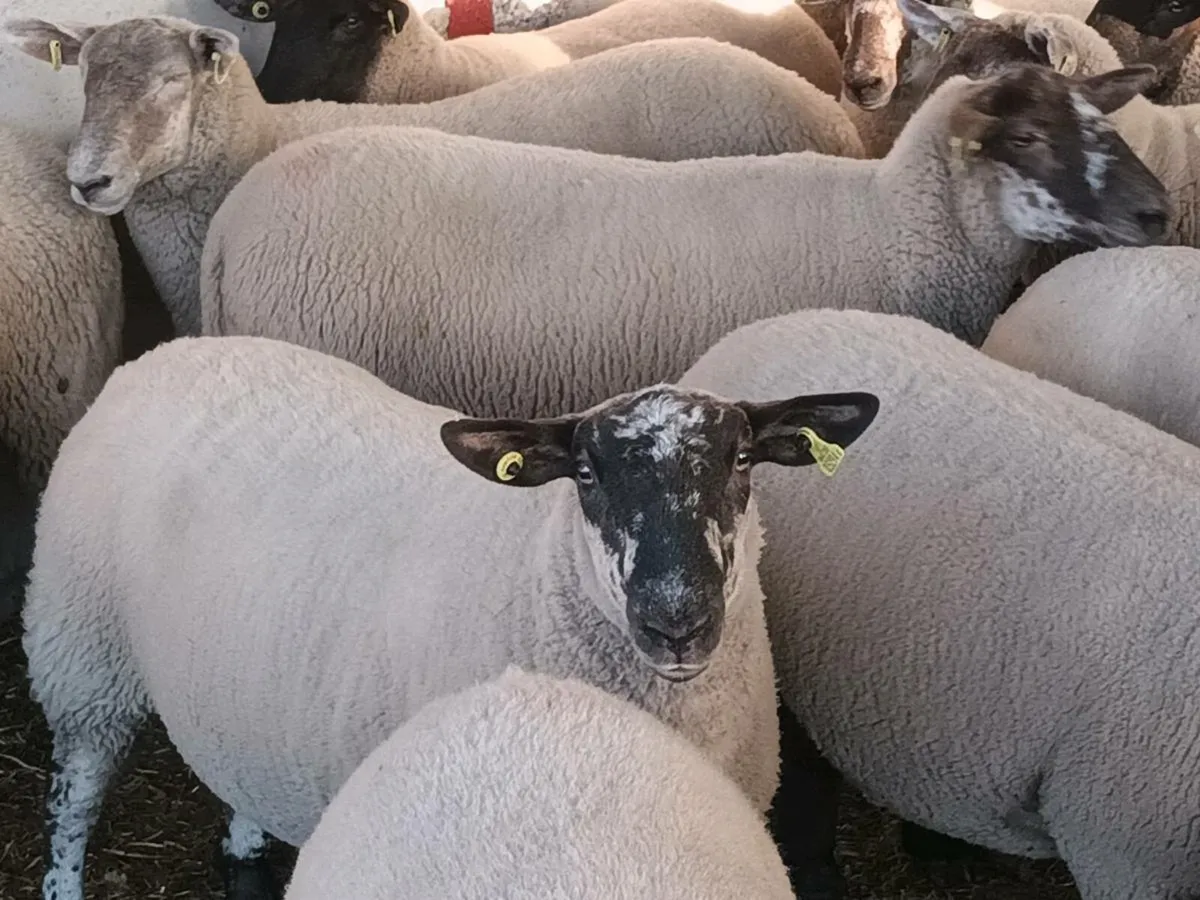 BORRIS MART SATURDAY 13TH SEPTEMBER - Image 1