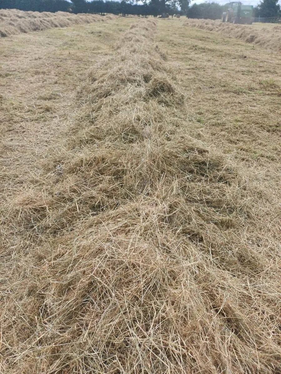 Hay and silage - Image 3