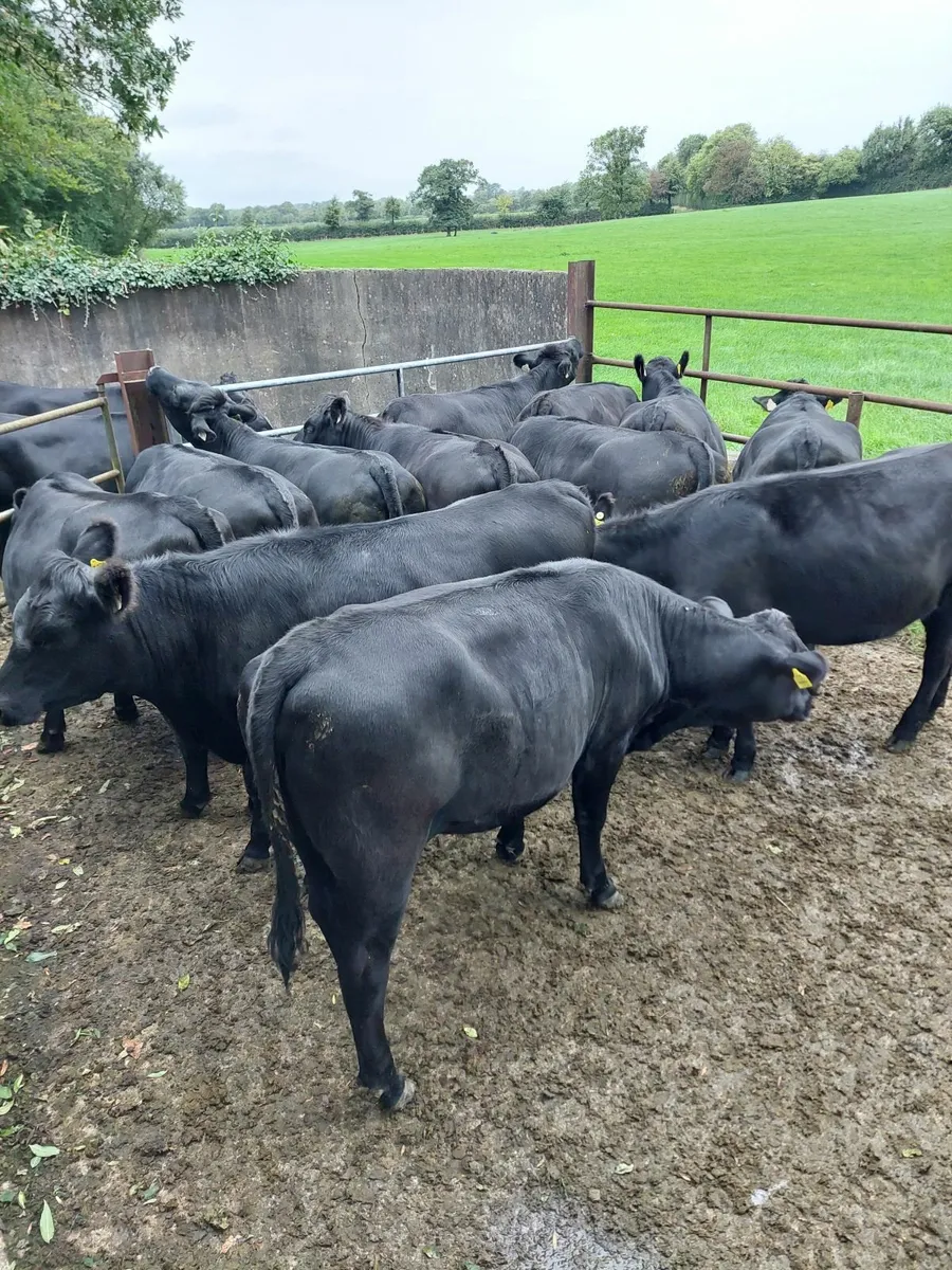Cattle - Image 1