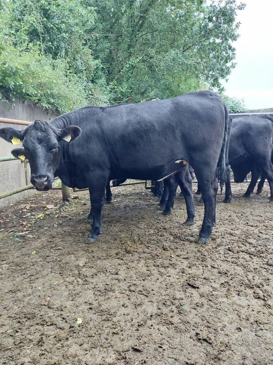 Cattle - Image 2