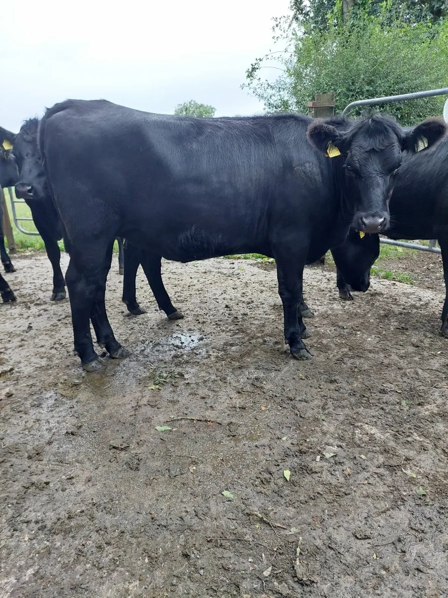 Cattle - Image 3