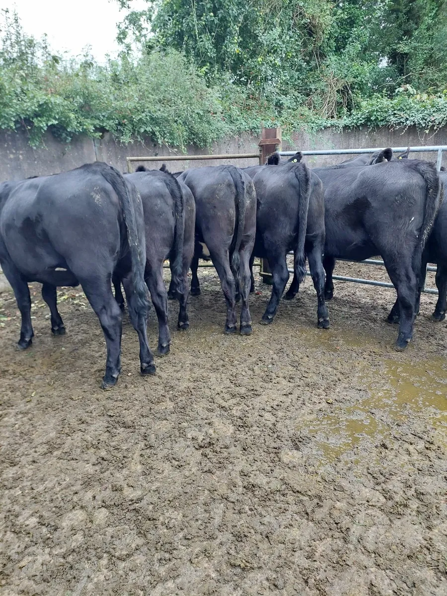 Cattle - Image 4