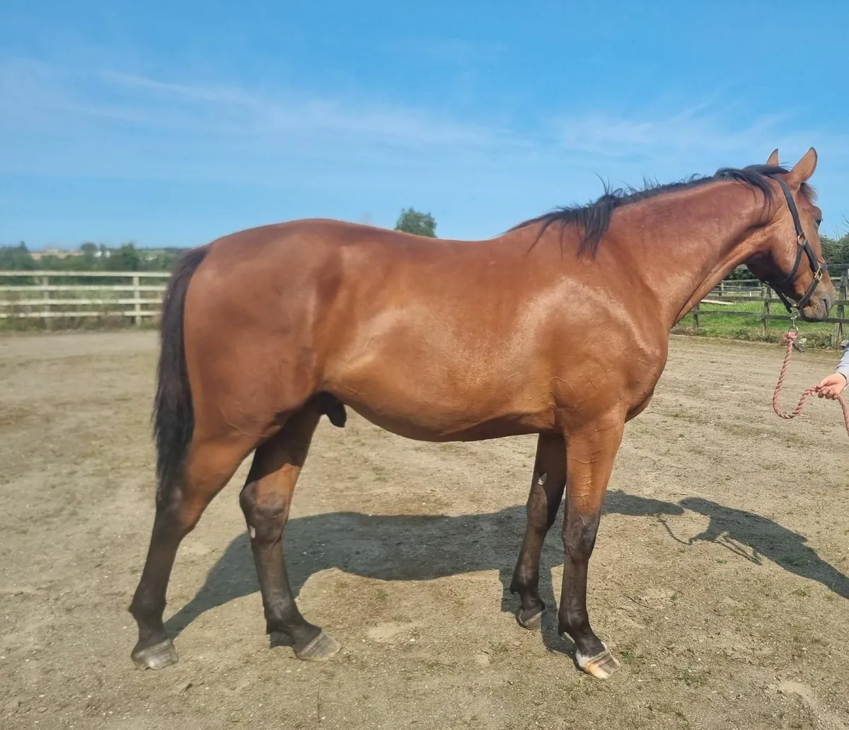 2x Two year old geldings - Image 2