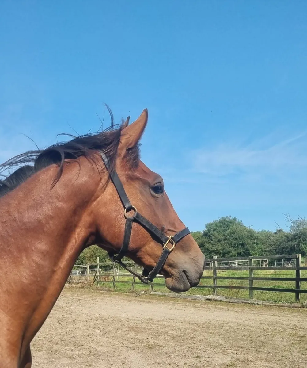 2x Two year old geldings - Image 3