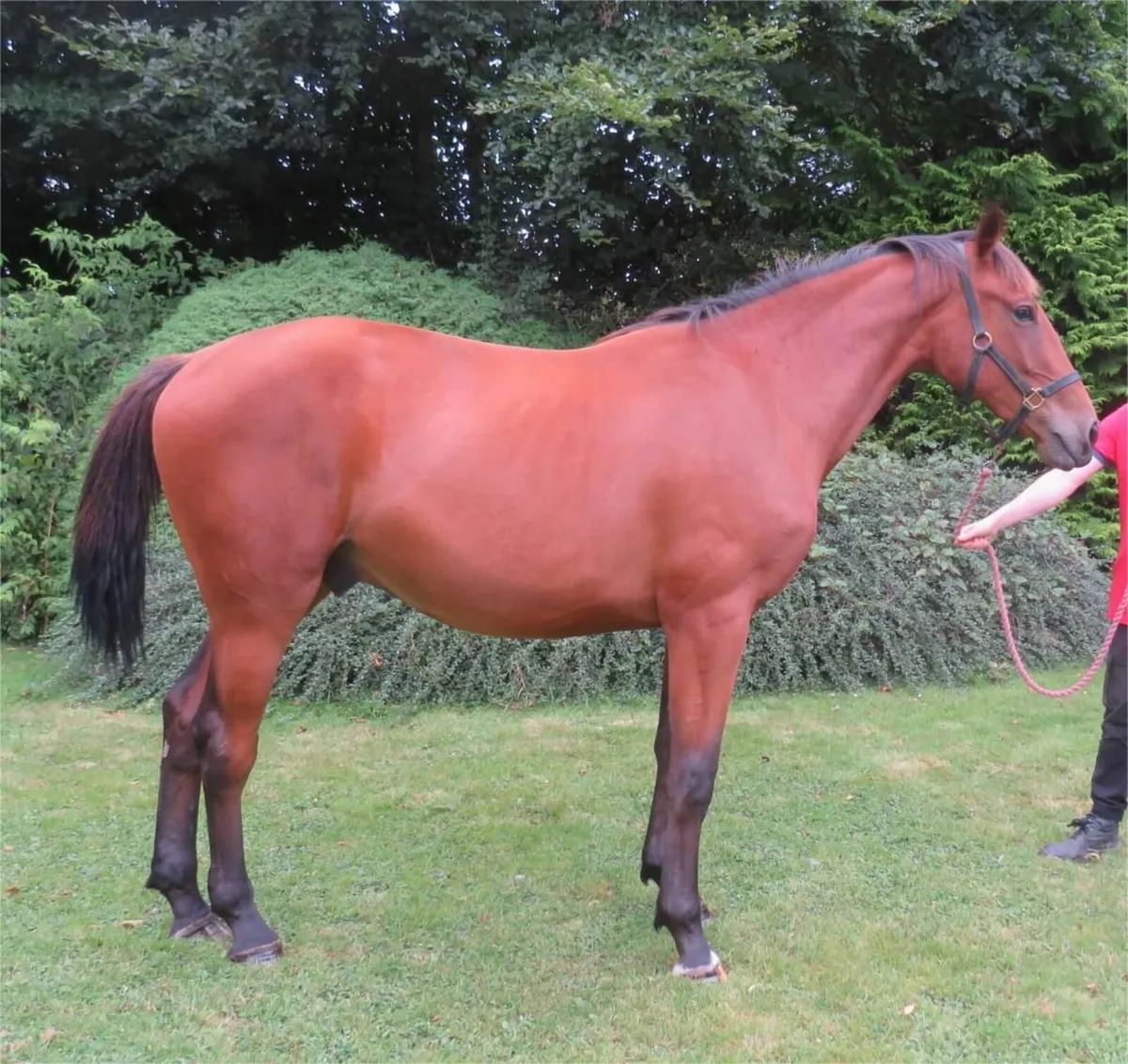 2x Two year old geldings - Image 4