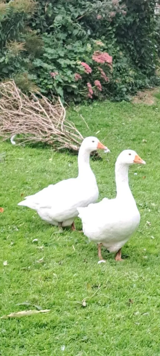 Geese/Young Muscovy Drakes - Image 1