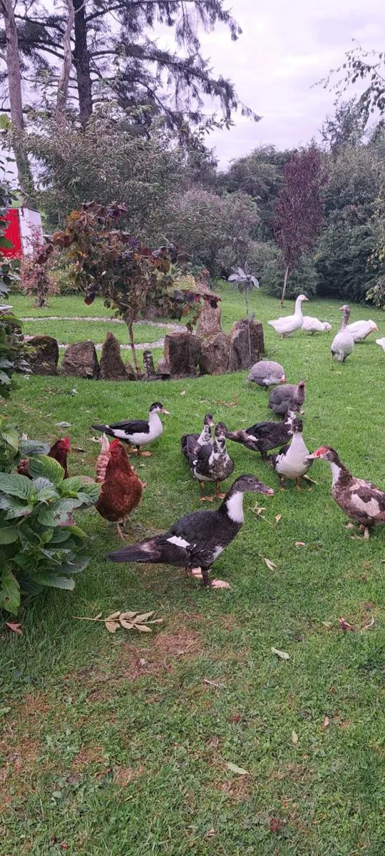 Geese/Young Muscovy Drakes - Image 2