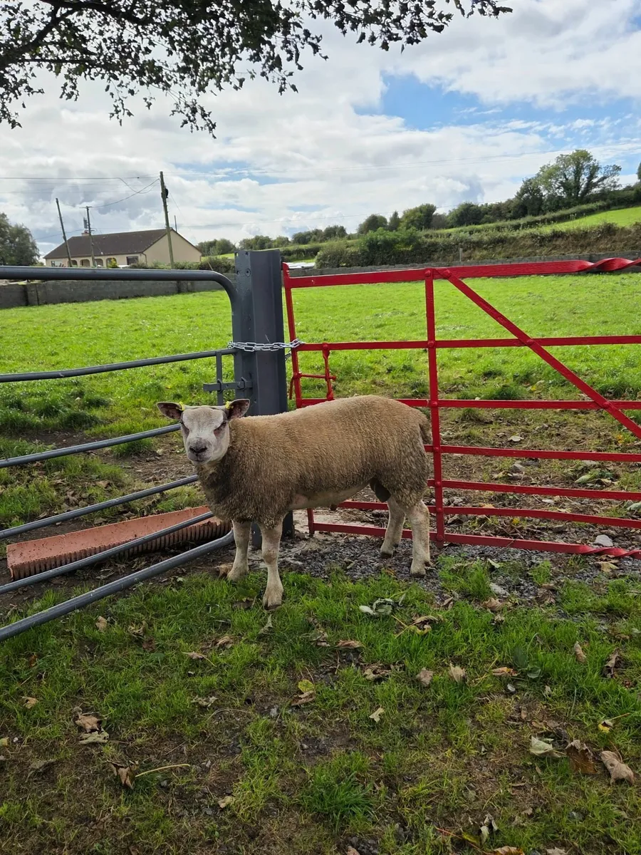 Chartex Ram Lamb - Image 1