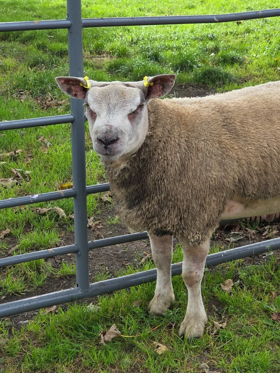 Chartex Ram Lamb - Image 2