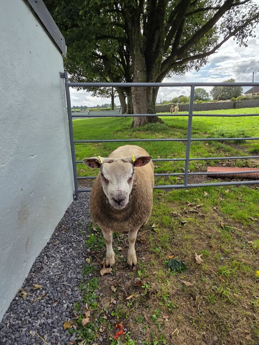 Chartex Ram Lamb - Image 3