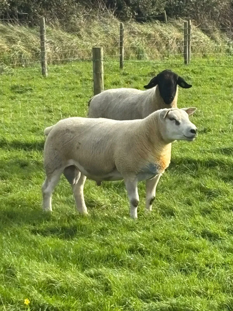Pbnr texel hogget ram and pbr suffolk hogget ram - Image 1
