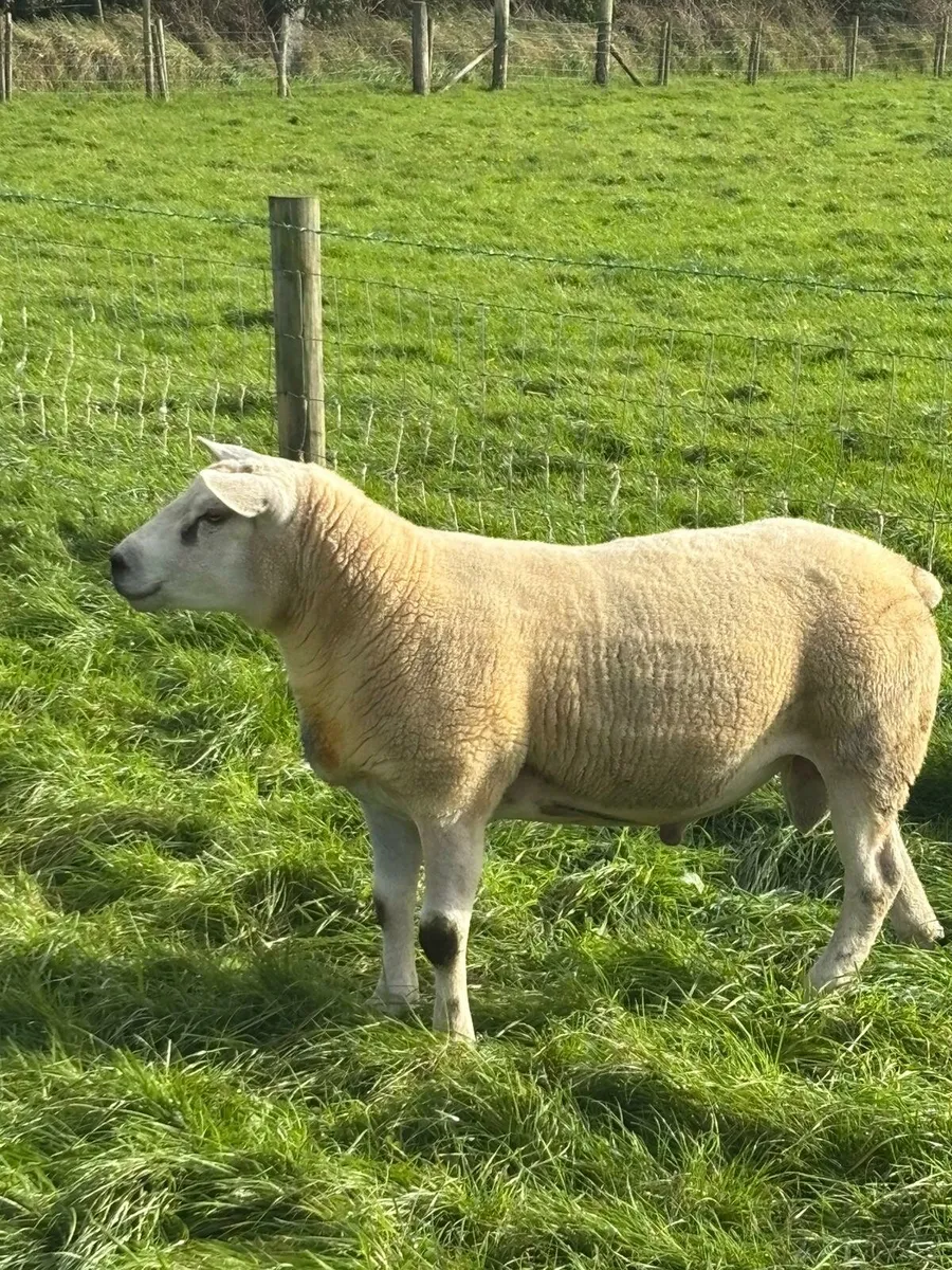 Pbnr texel hogget ram and pbr suffolk hogget ram - Image 3