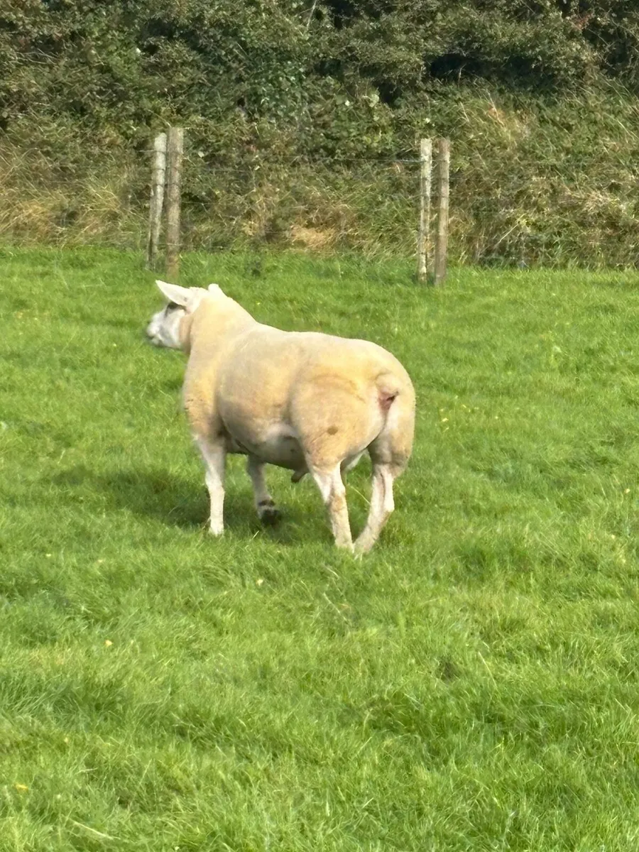 Pbnr texel hogget ram and pbr suffolk hogget ram - Image 4