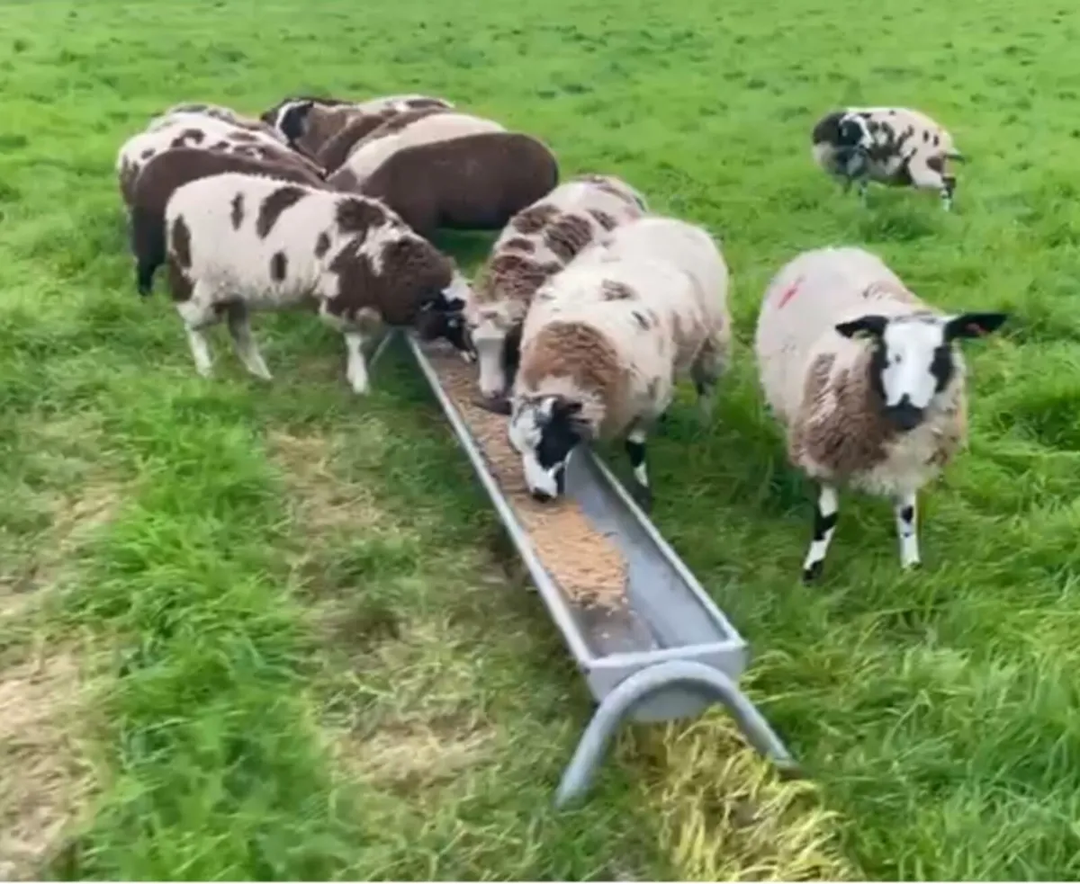 Ewe lambs - Image 1