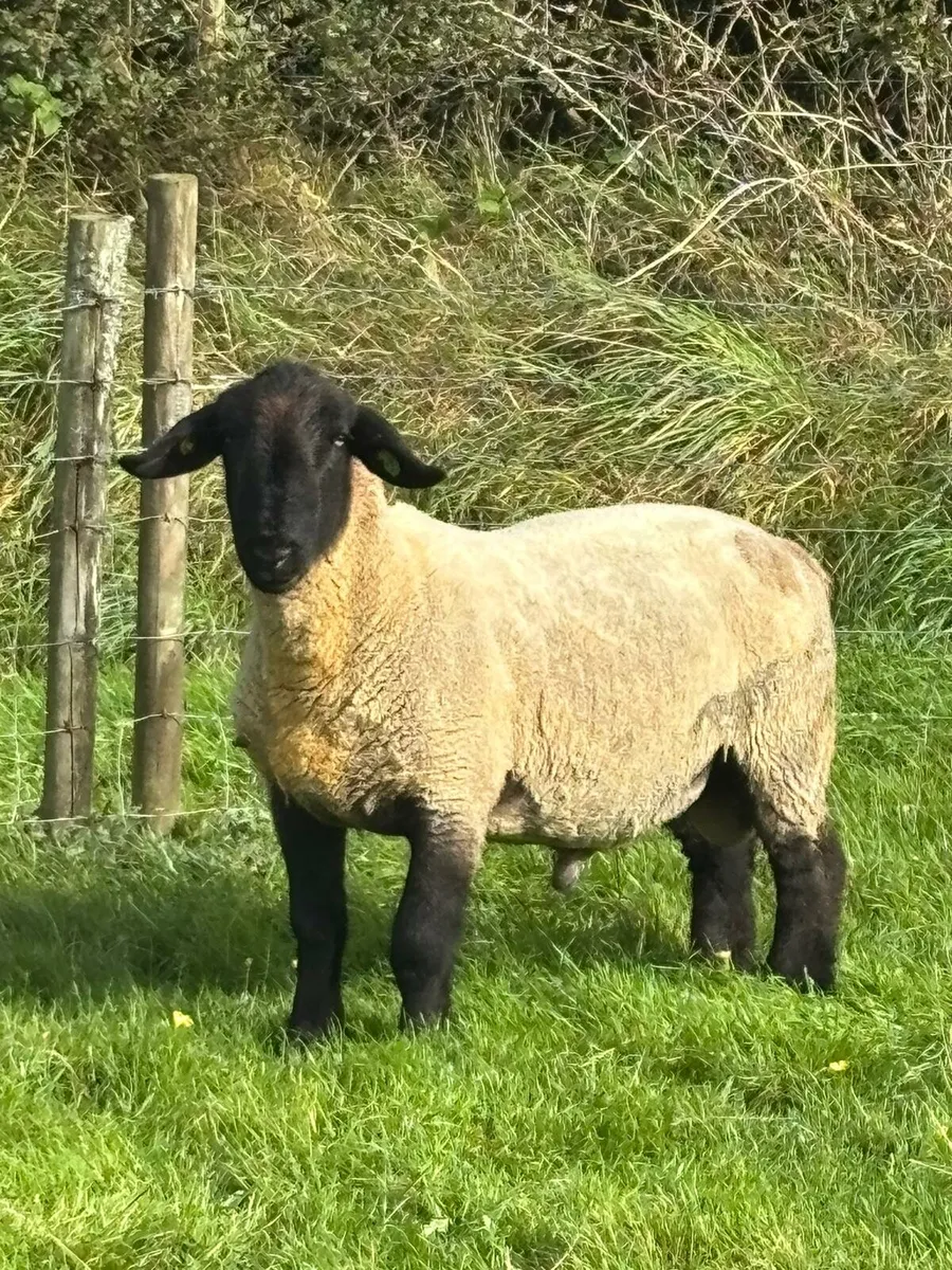 PBR Suffolk hogget ram - Image 1