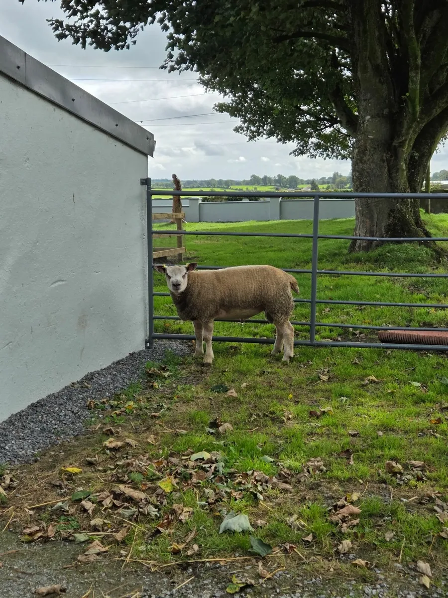 Chartex Ram Lamb - Image 4