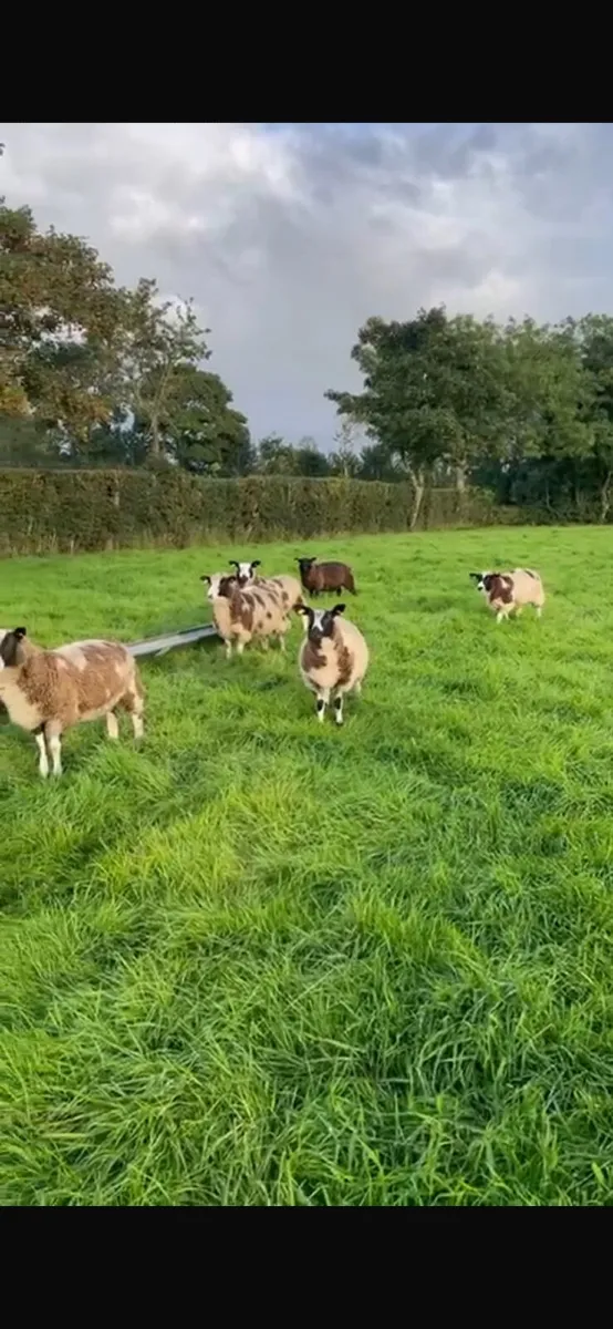 Ewe lambs - Image 2
