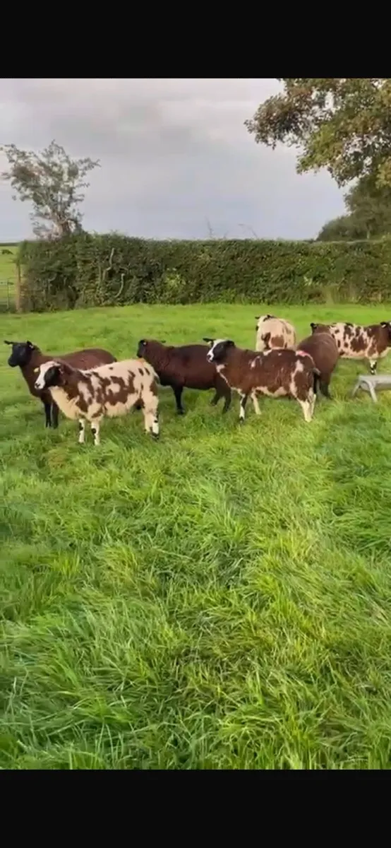 Ewe lambs - Image 3