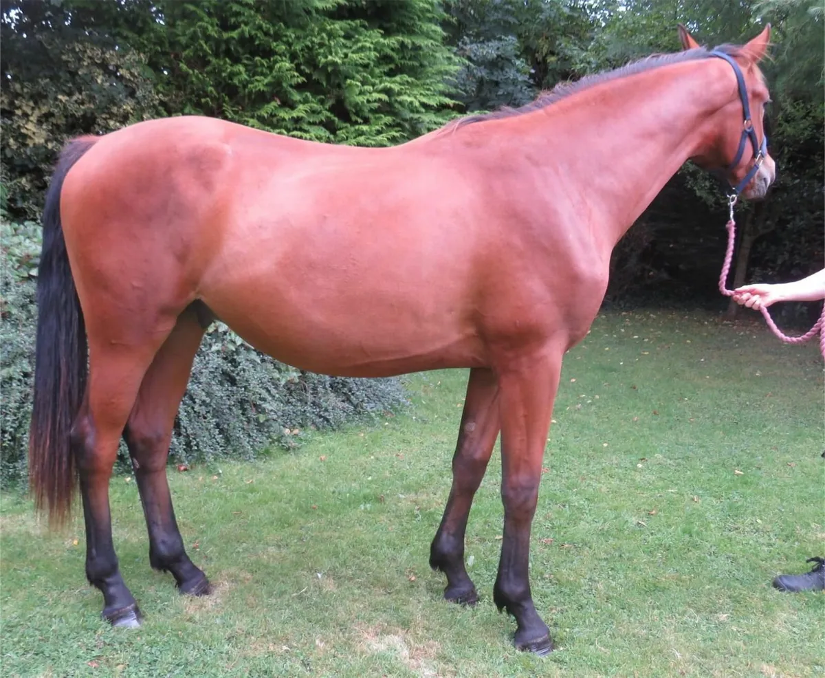 2x Two year old geldings - Image 1