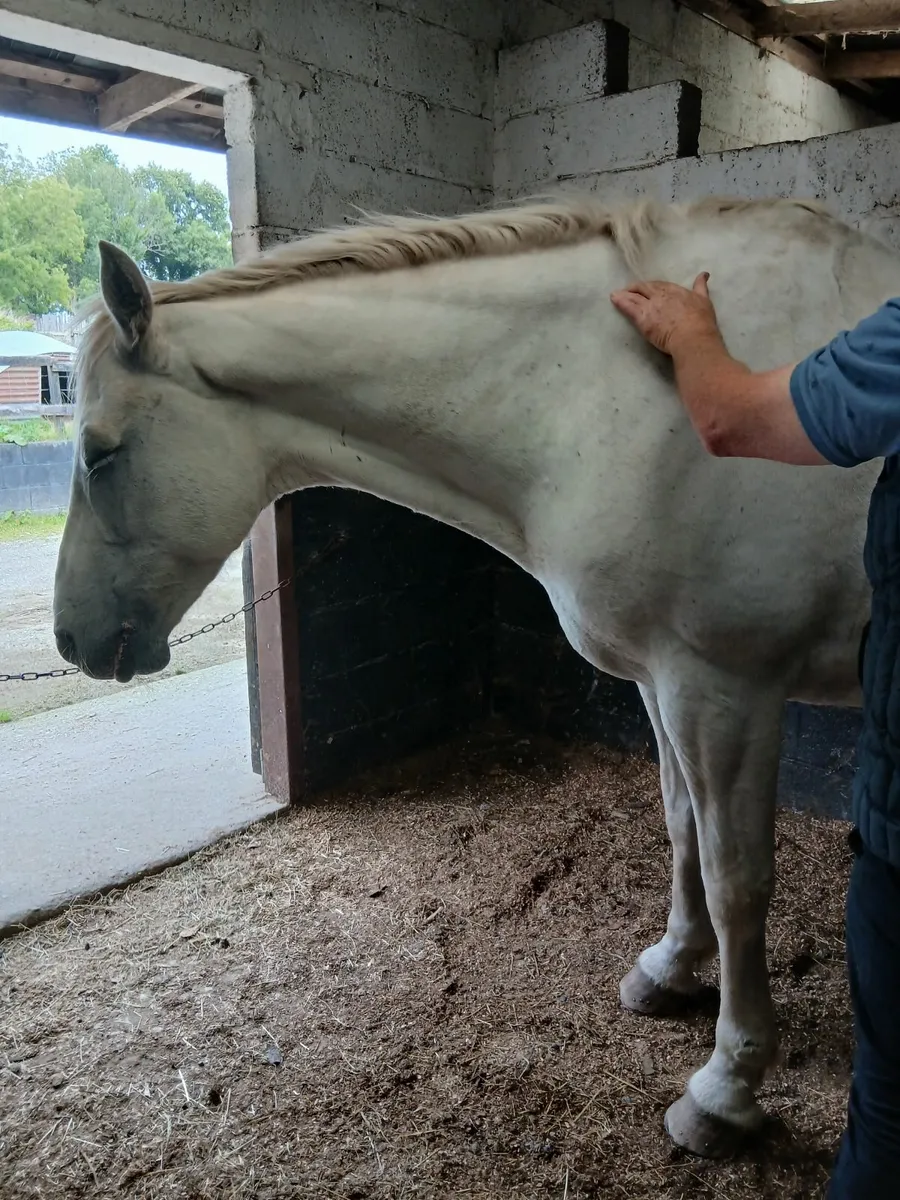 Equine Acupressure & Bodywork - Weekend Workshop - Image 2