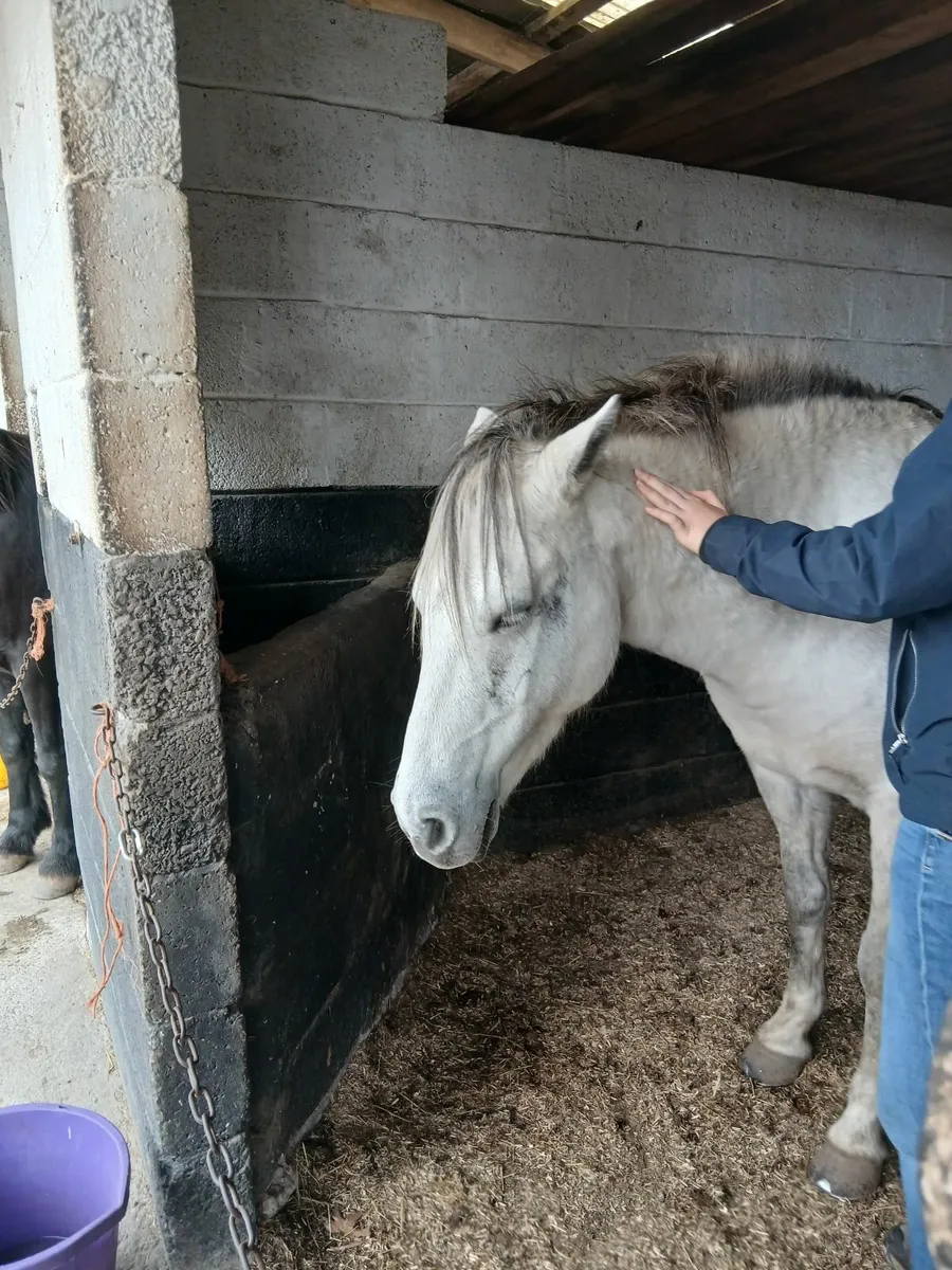 Equine Acupressure & Bodywork - Weekend Workshop - Image 3