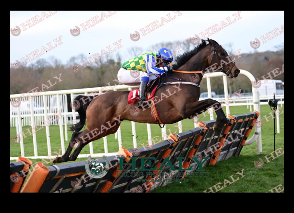 Racehorse Fit & Ready To Run - Image 3