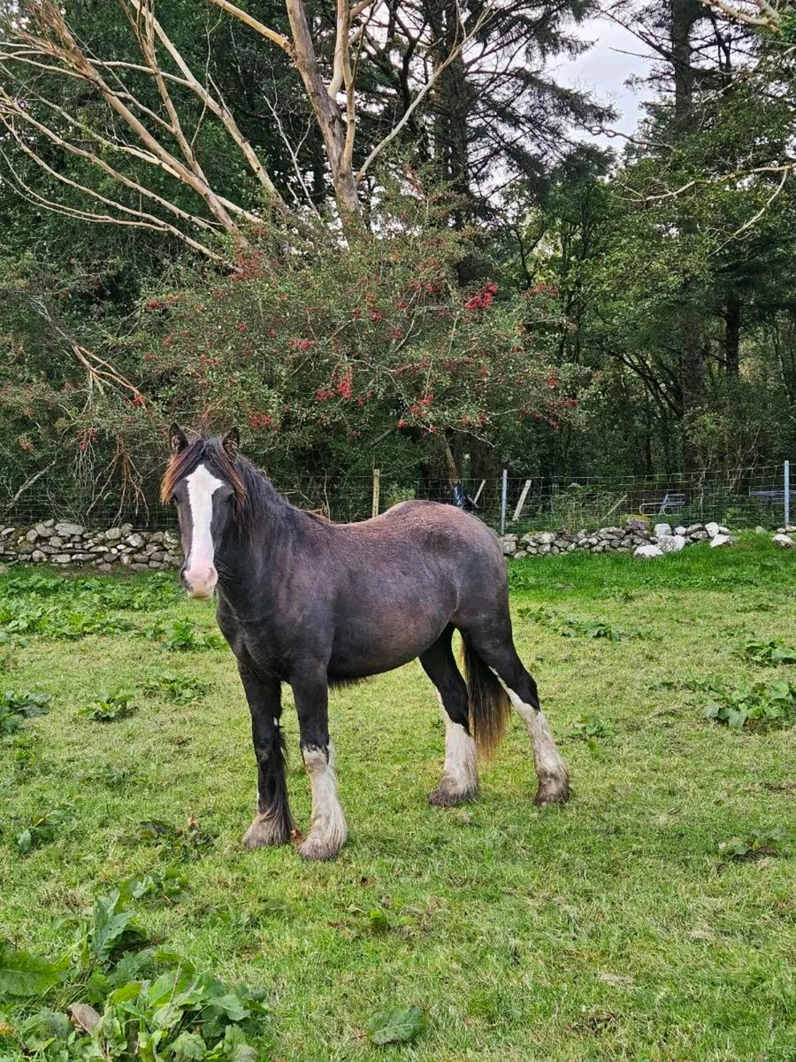 Horse - Image 1