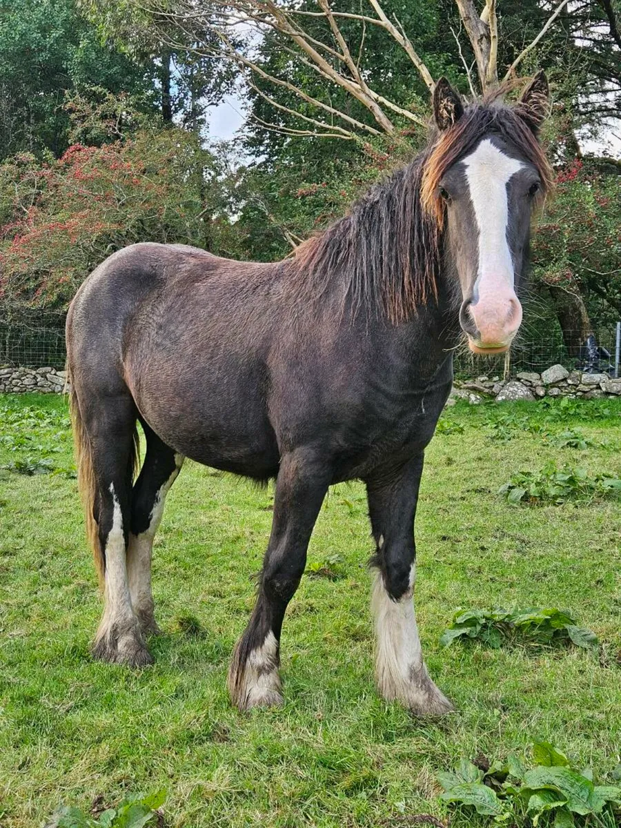 Horse - Image 2
