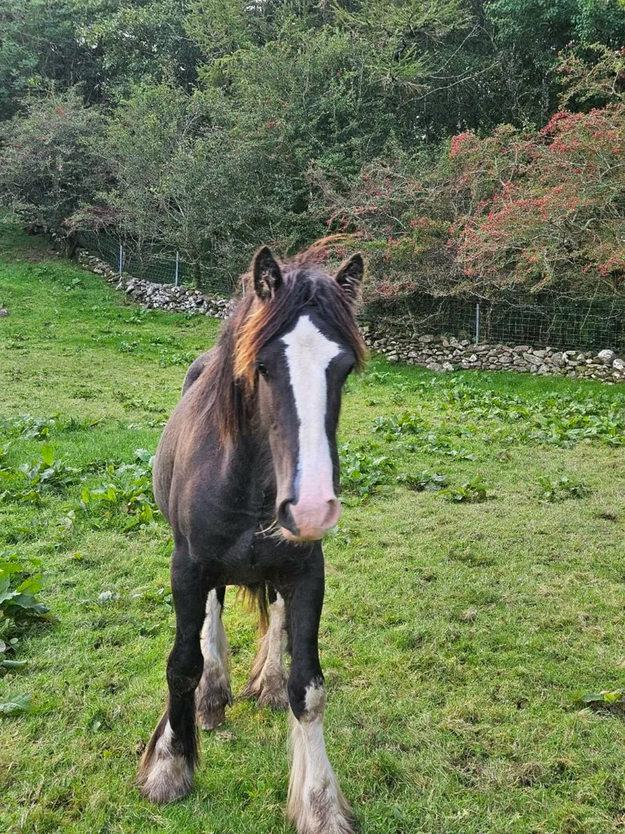 Horse - Image 3