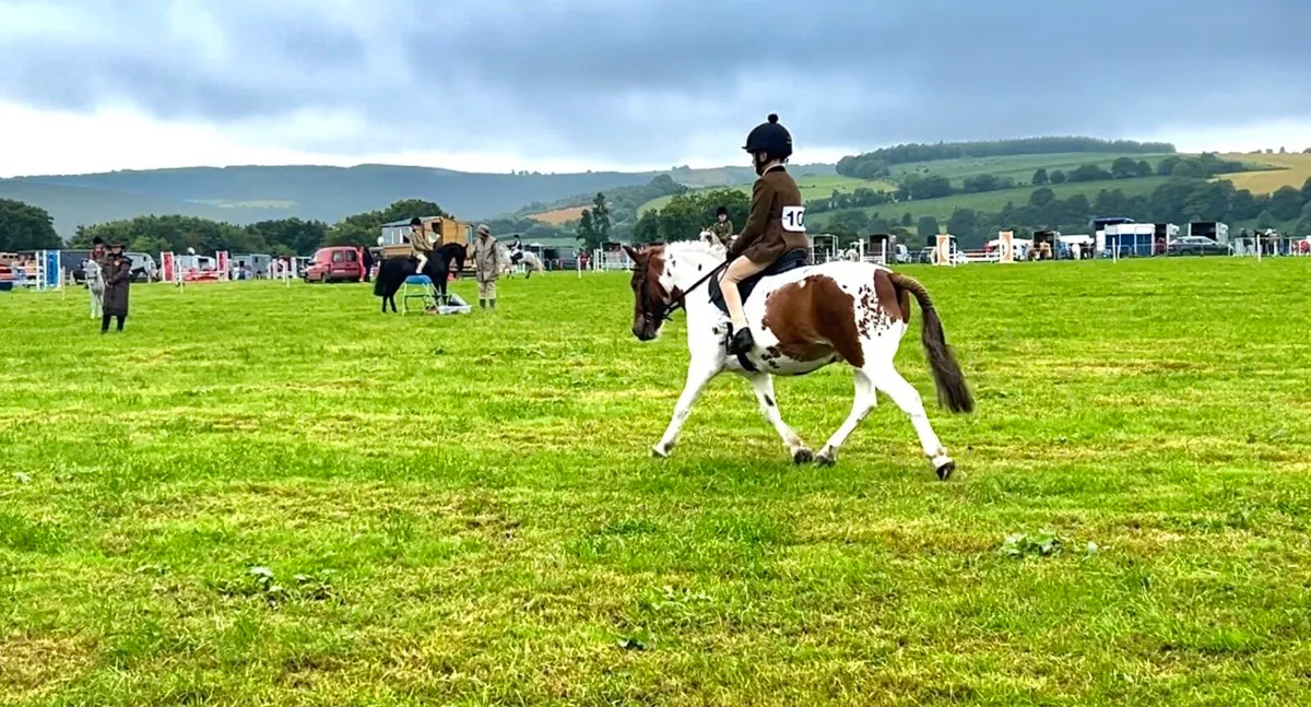 11.2 pony - Image 1