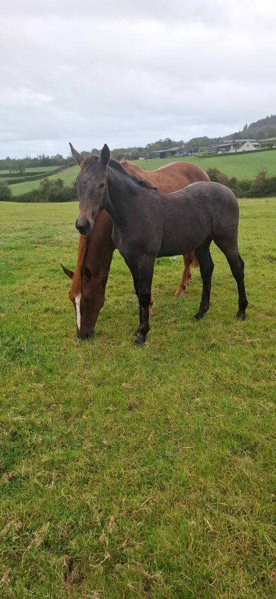 Filly foal - Image 2