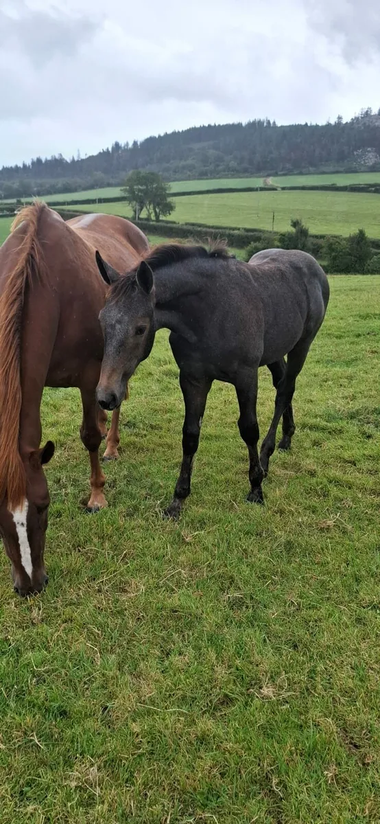 Filly foal - Image 3