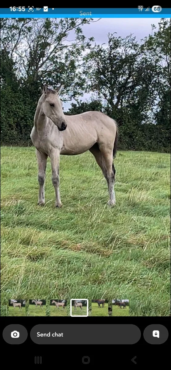 Filly foal - Image 4