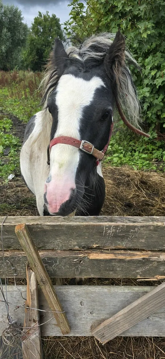 Horse for sale - Image 1