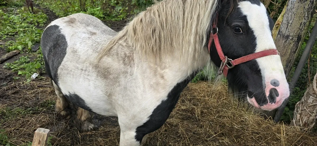 Horse for sale - Image 2