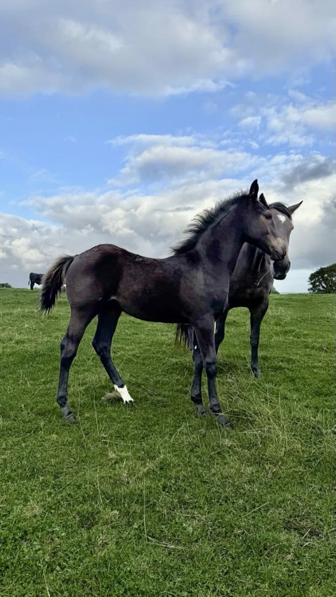 Reg. Ish. Filly foal - Image 1