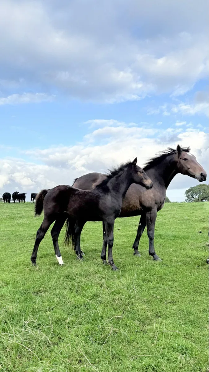 Reg. Ish. Filly foal - Image 3