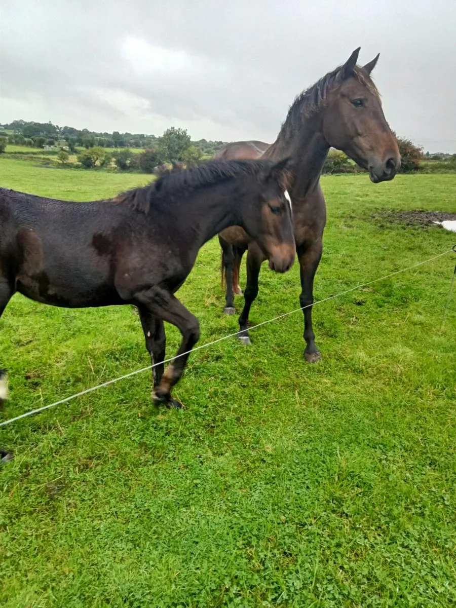 Reg. Ish. Filly foal - Image 4