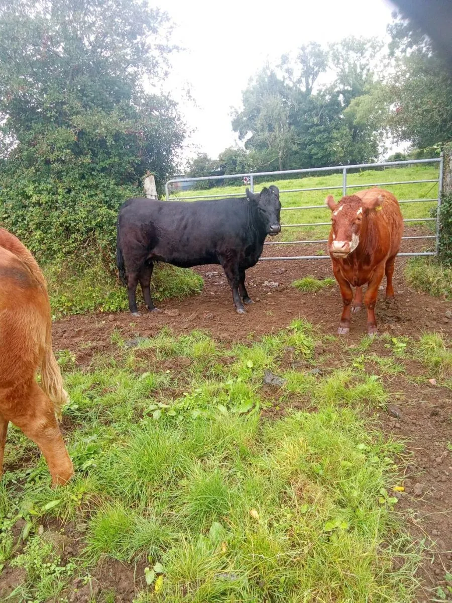 Suckler heifer - Image 1