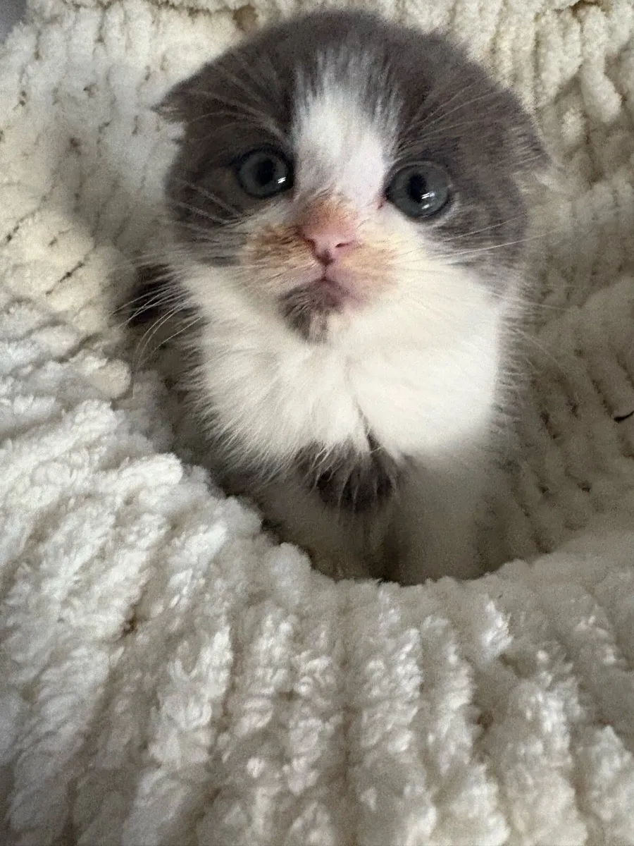 2 Scottish fluffy girls ❤️grey white av only - Image 1