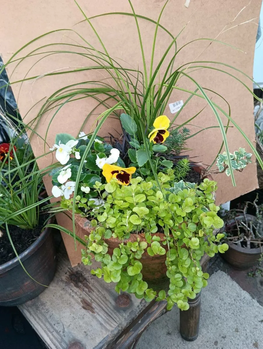 Stunning winter pots,in large real terracotta pots - Image 1