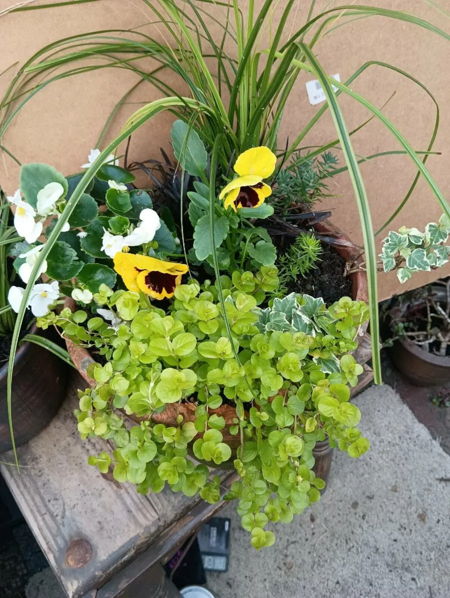 Stunning winter pots,in large real terracotta pots - Image 2