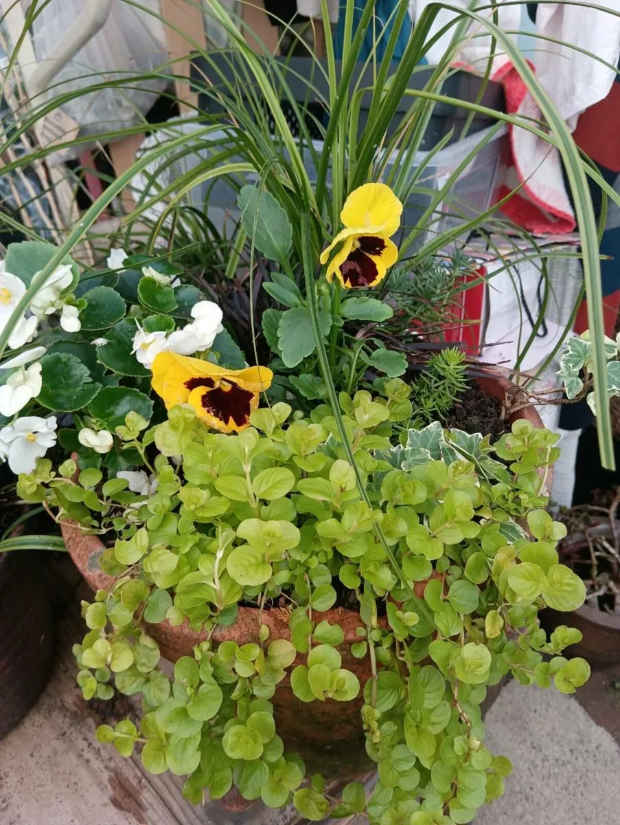 Stunning winter pots,in large real terracotta pots - Image 3