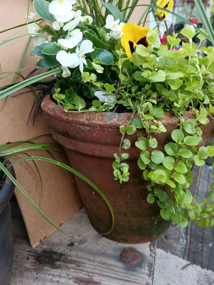 Stunning winter pots,in large real terracotta pots - Image 4