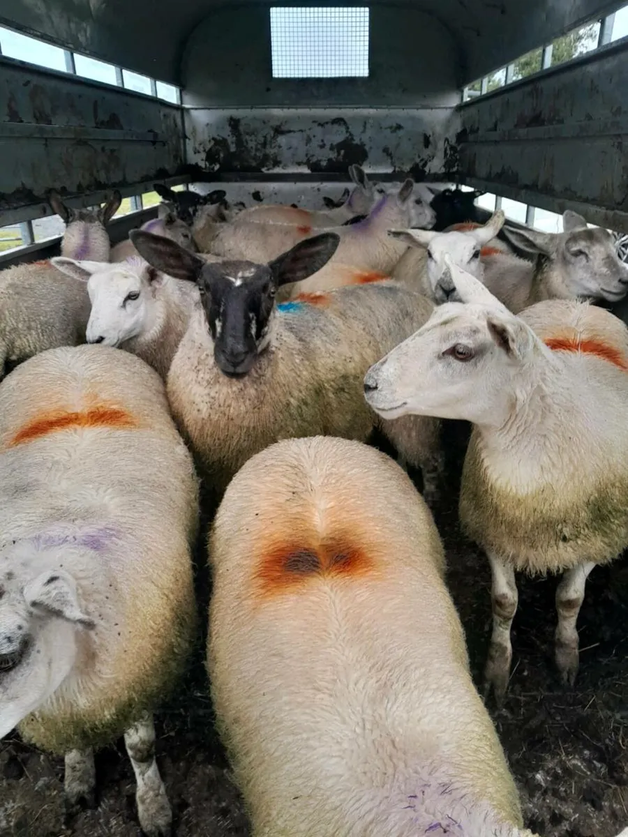 EWE LAMBS - Image 1