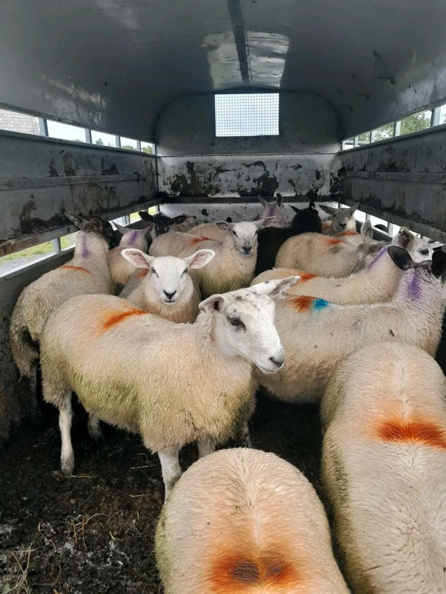 EWE LAMBS - Image 3